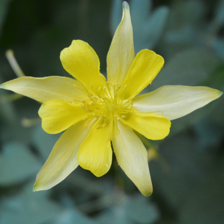 Plant image Aquilegia chrysantha