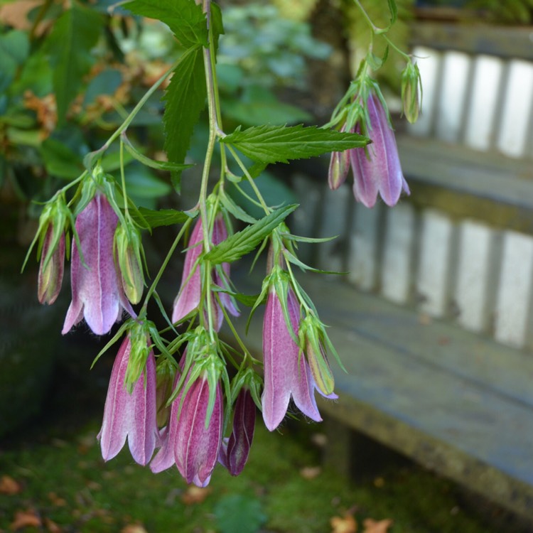 Plant image Campanula takesimana 'Elizabeth'