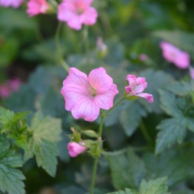 Geranium x oxonianum 'Wargrave Pink'