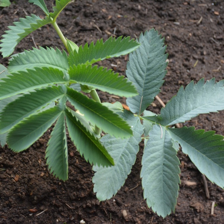 Plant image Melianthus major