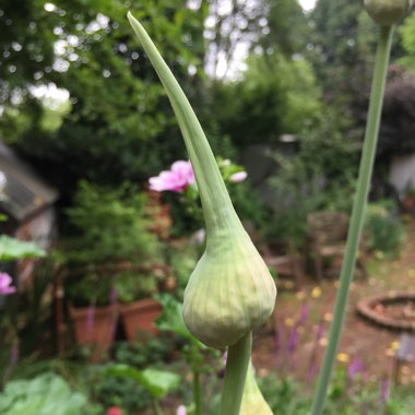 Allium ampeloprasum var. ampeloprasum