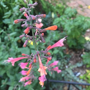 Agastache 'Electric Punch'