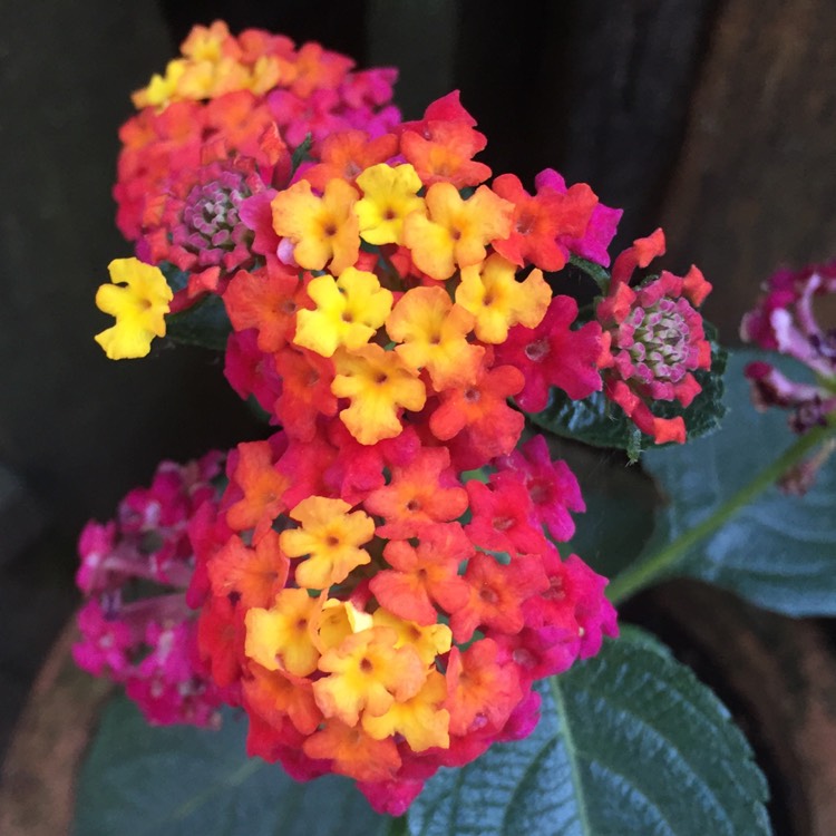 Plant image Lantana camara 'Landmark Blaze'