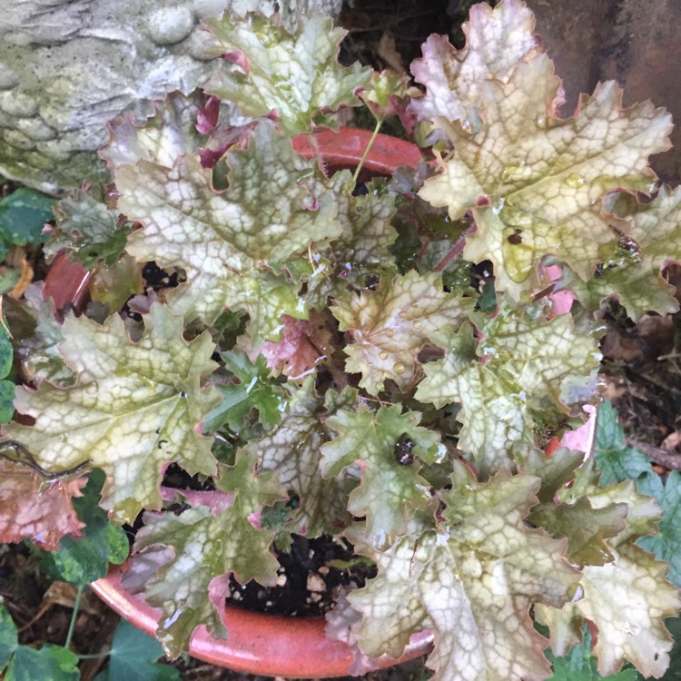 Plant image Heuchera 'Ginger ale'