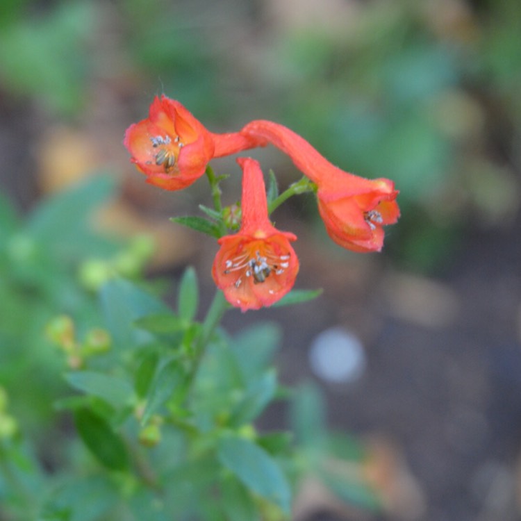 plant image 480750