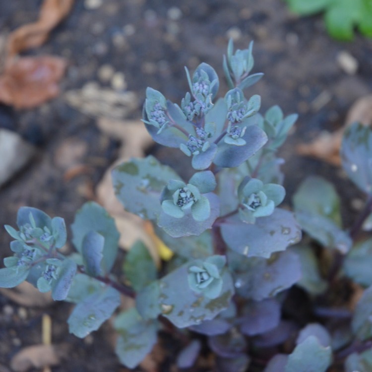 Plant image Sedum 'Sunsparkler Dazzleberry'