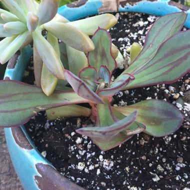 Echeveria Nodulosa