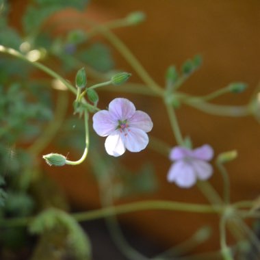 Erodium x kolbianum 'Natasha'