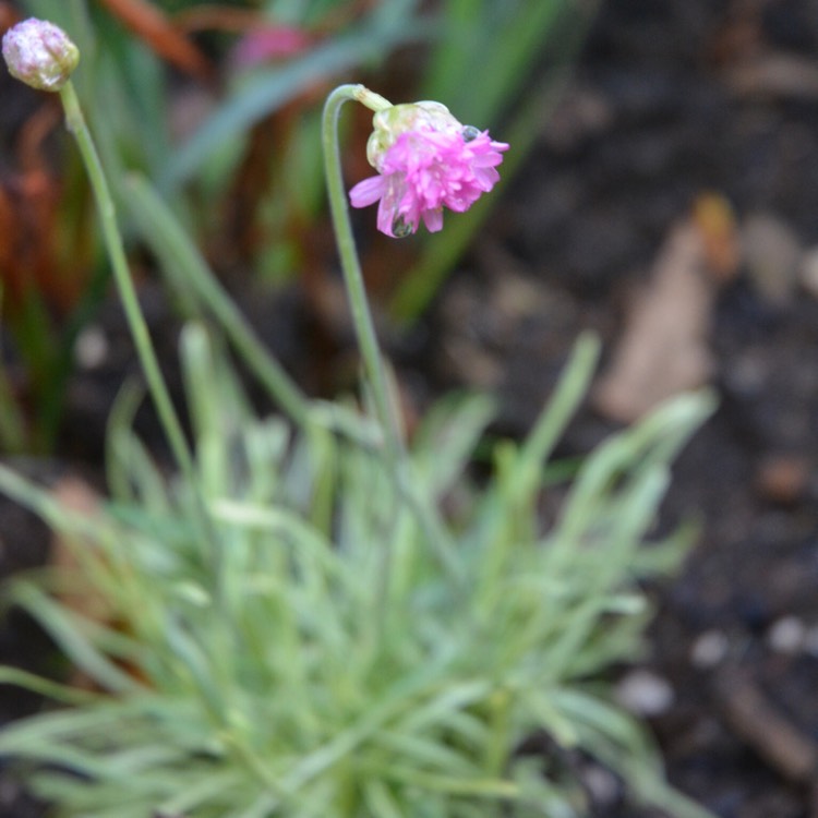 Plant image Armeria maritima 'Nifty Thrifty'