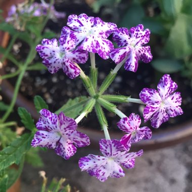 Verbena 'Lanai™Upright Purple Mosaic'