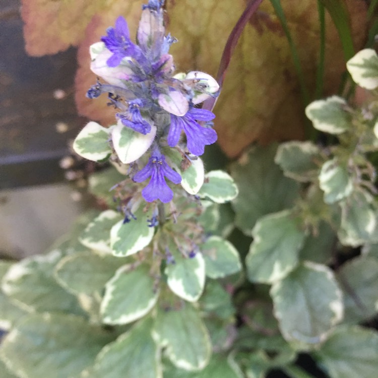 Plant image Ajuga reptans 'Variegata'