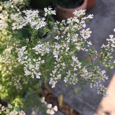 Coriandrum sativum