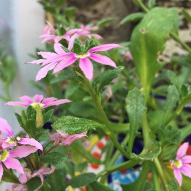 Scaevola aemula 'Bombay Pink'