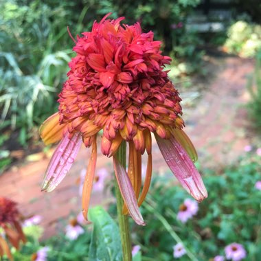 Echinacea 'Hot Papaya'