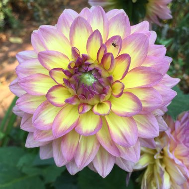 Dahlia 'Extase'