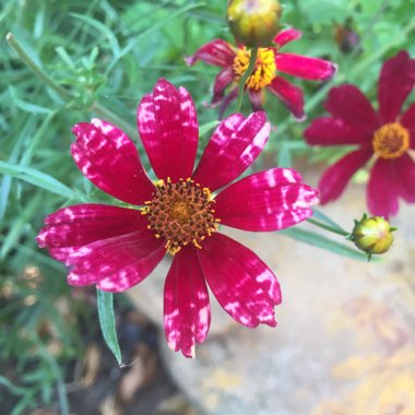 Coreopsis verticillata 'Cruizin Main Street'