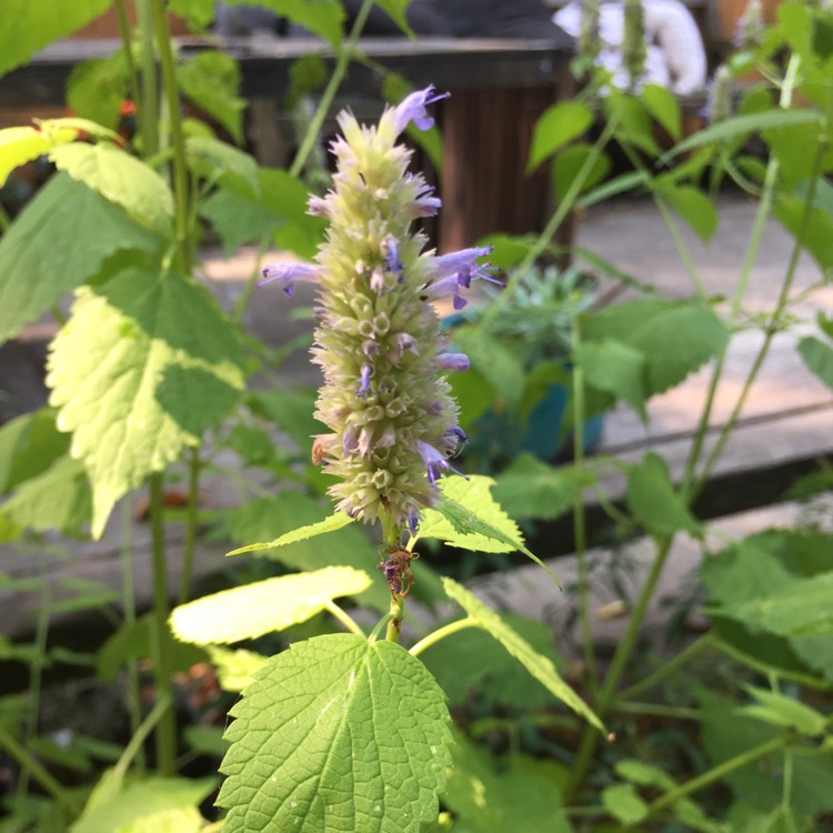 Plant image Agastache rugosa 'Golden Jubilee'