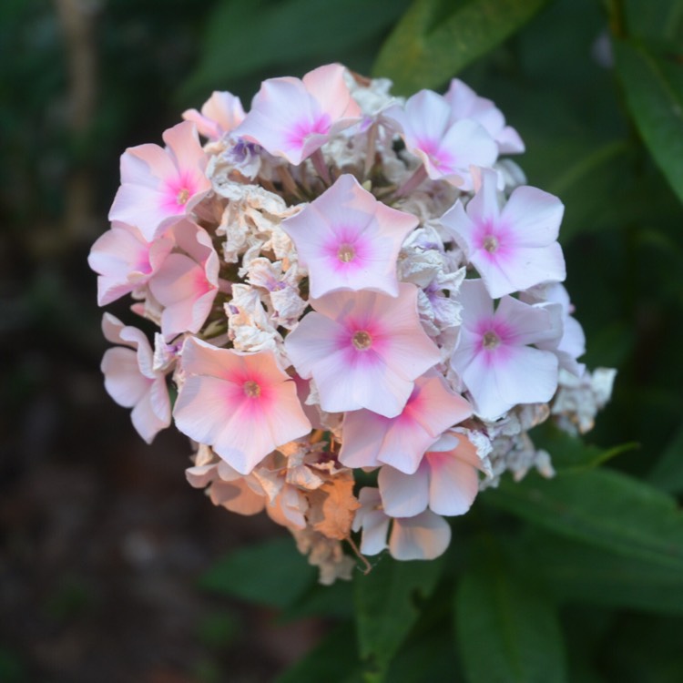 Plant image Phlox Paniculata 'Bright Eyes'