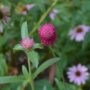 Gomphrena haageana 'QIS® Carmine'