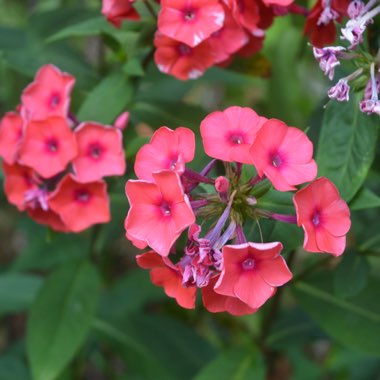 Phlox paniculata 'Tequila Sunrise'