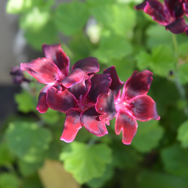 Plant image Pelargonium 'Regrebe' (Aristo Series) syn. Pelargonium 'Aristo Red Beauty'