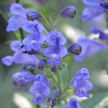 Agastache 'Blue Blazes'