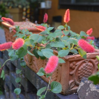 Acalypha pendula