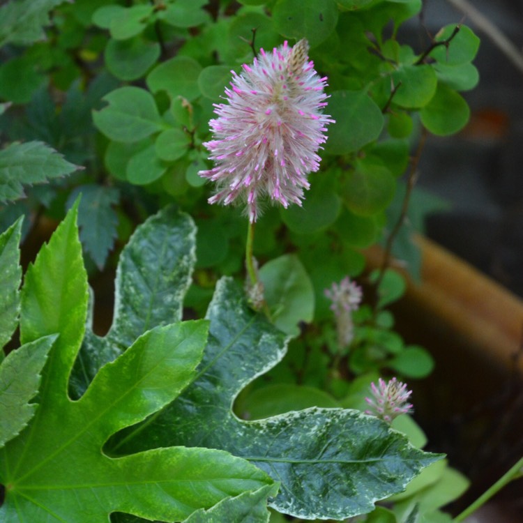 Plant image Ptilotus exaltatus 'Joey'