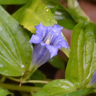 Gentiana asclepiadea