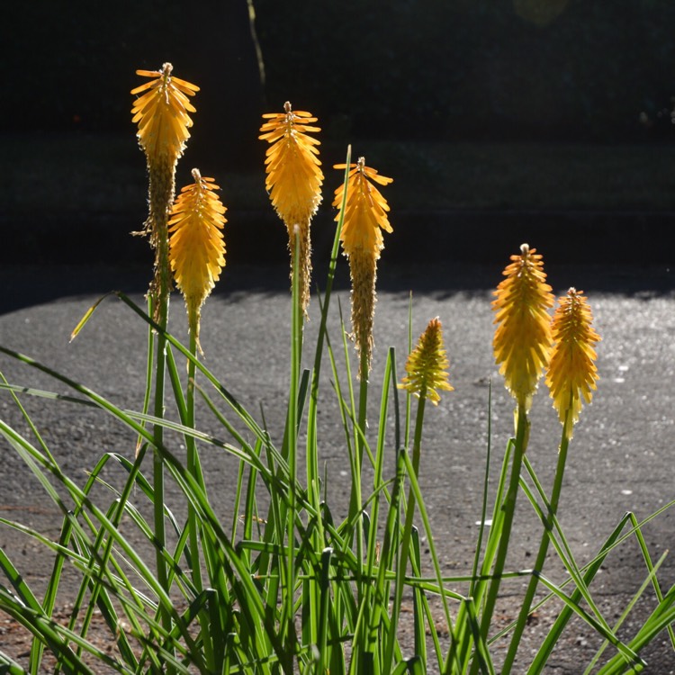 Plant image Kniphofia 'Nobilis' syn. Kniphofia uvaria 'Nobilis', Kniphofia uvaria var. nobilis