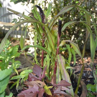 Pennisetum glaucum 'Jester'