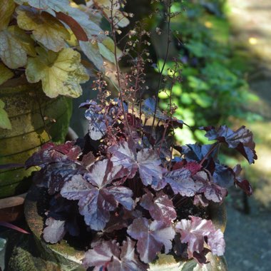 Heuchera 'Obsidian Coral bells'