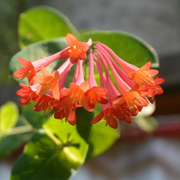 Plant image Lonicera 'Mandarin'