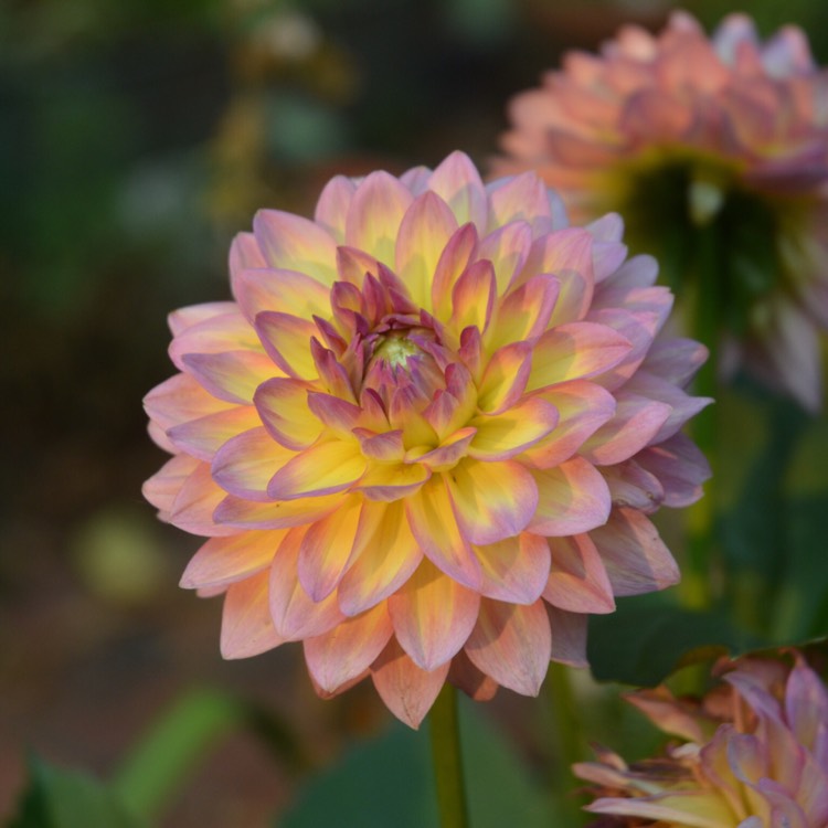 Plant image Dahlia 'Extase'