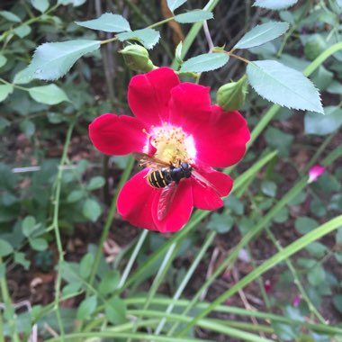 Rosa rugosa 'Typica'