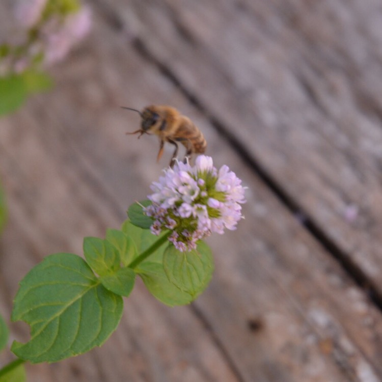 Plant image Mentha spicata