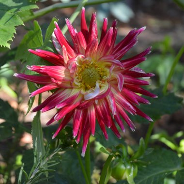 Dahlia 'Akita'