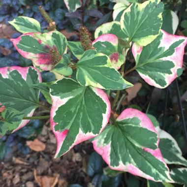 Houttuynia cordata 'Chameleon' syn. Houttuynia cordata 'Court Jester', Houttuynia cordata 'Flame', Houttuynia cordata 'Tricolour', Houttuynia cordata 'Variegata', Houttuynia foetida