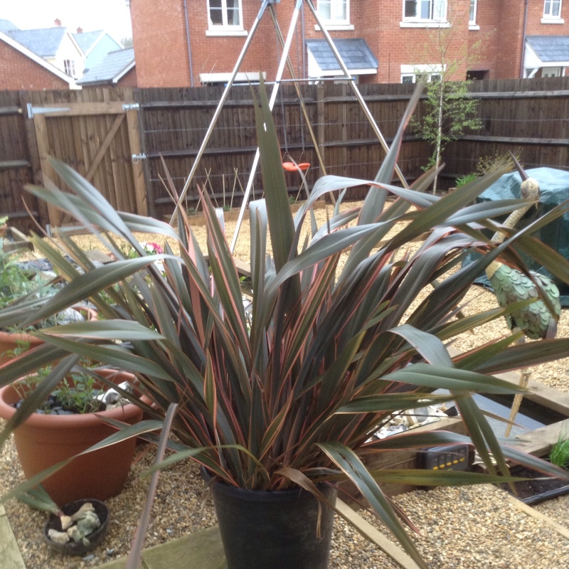 Plant image Phormium 'Sundowner'