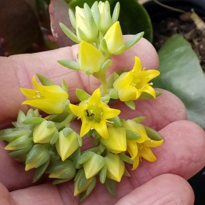 Plant image xGraptoveria Worthy One