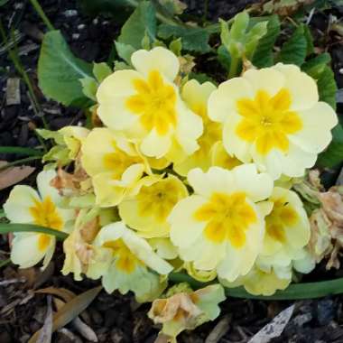 Primula vulgaris