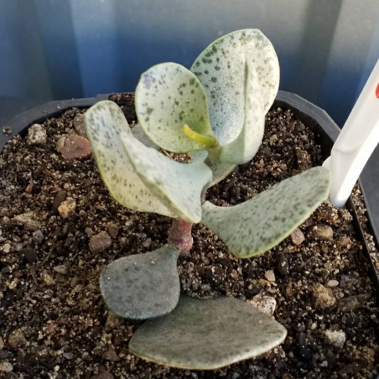 Plant image Adromischus Hemisphaericus