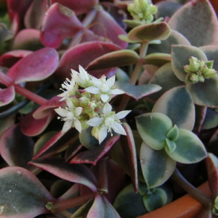 plant image 1172879