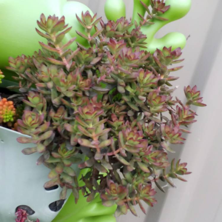 Plant image Crassula rubricaulis