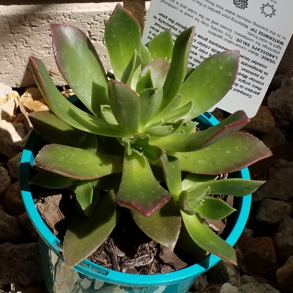 Plant image Aeonium Fairy Wings