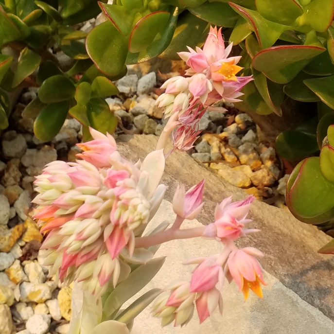 Plant image Echeveria Lemon And Lime