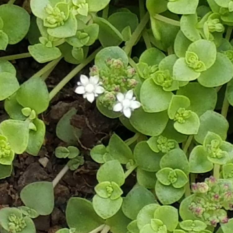 Plant image Sedum 'Little Master'