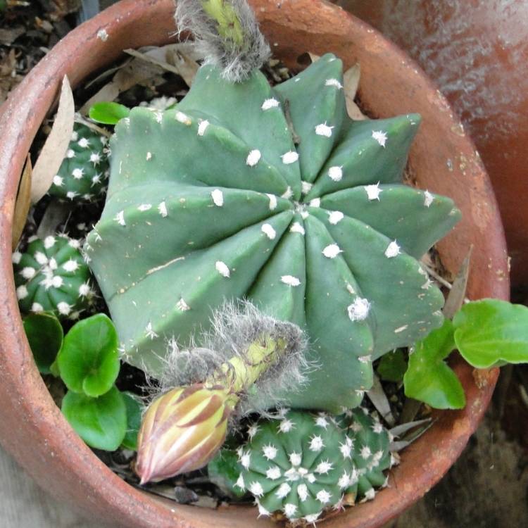 Echinopsis Subdenudata Syn. Echinopsis Denudata, Easter Lily Cactus 