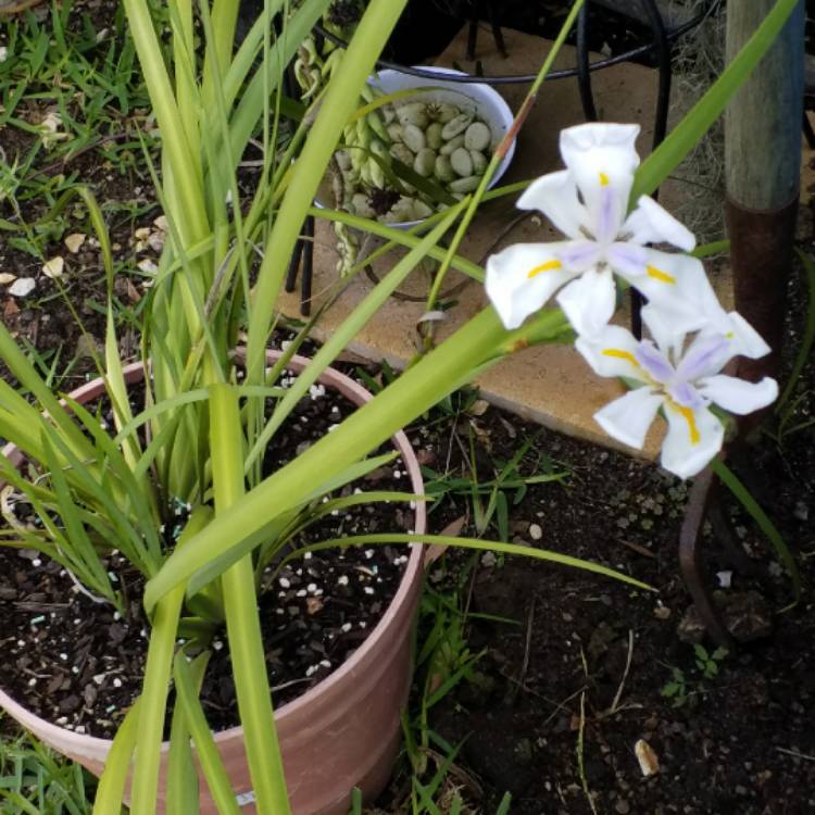 Plant image Dietes