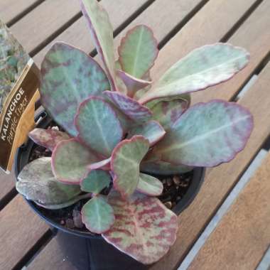 Kalanchoe Humilis